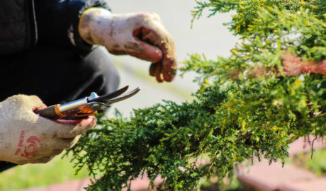 Pruning an evergreen shrub